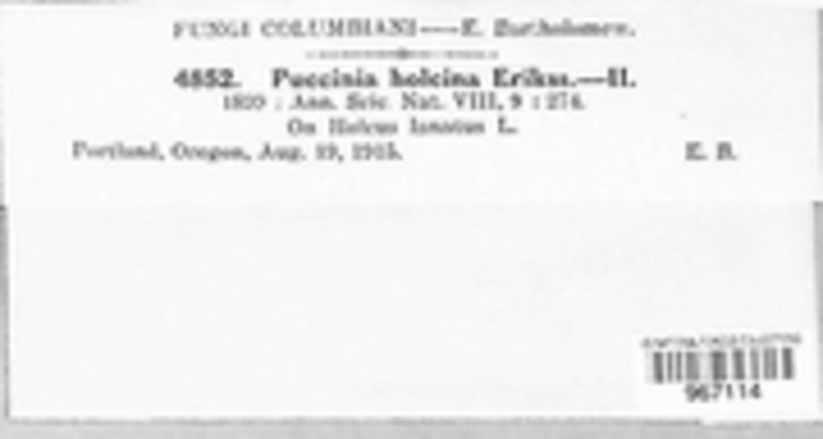 Puccinia holcina image